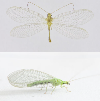 <p><span>Vrij algemeen. Middelgrote groene gaasvlieg met een vijftal zwarte vlekken op de kop, inclusief de vlek tussen de antennen. De dwarsaders in het costaalveld zijn volledig zwart en er bevindt zich een zwarte vlek aan de basis van de voorvleugel. Het achterlijf is aan de onderzijde zwart, vandaar de naam zwartbuikgaasvlieg.</span></p>