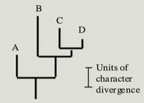 <p>branch length is proportional to the amount of character change</p>