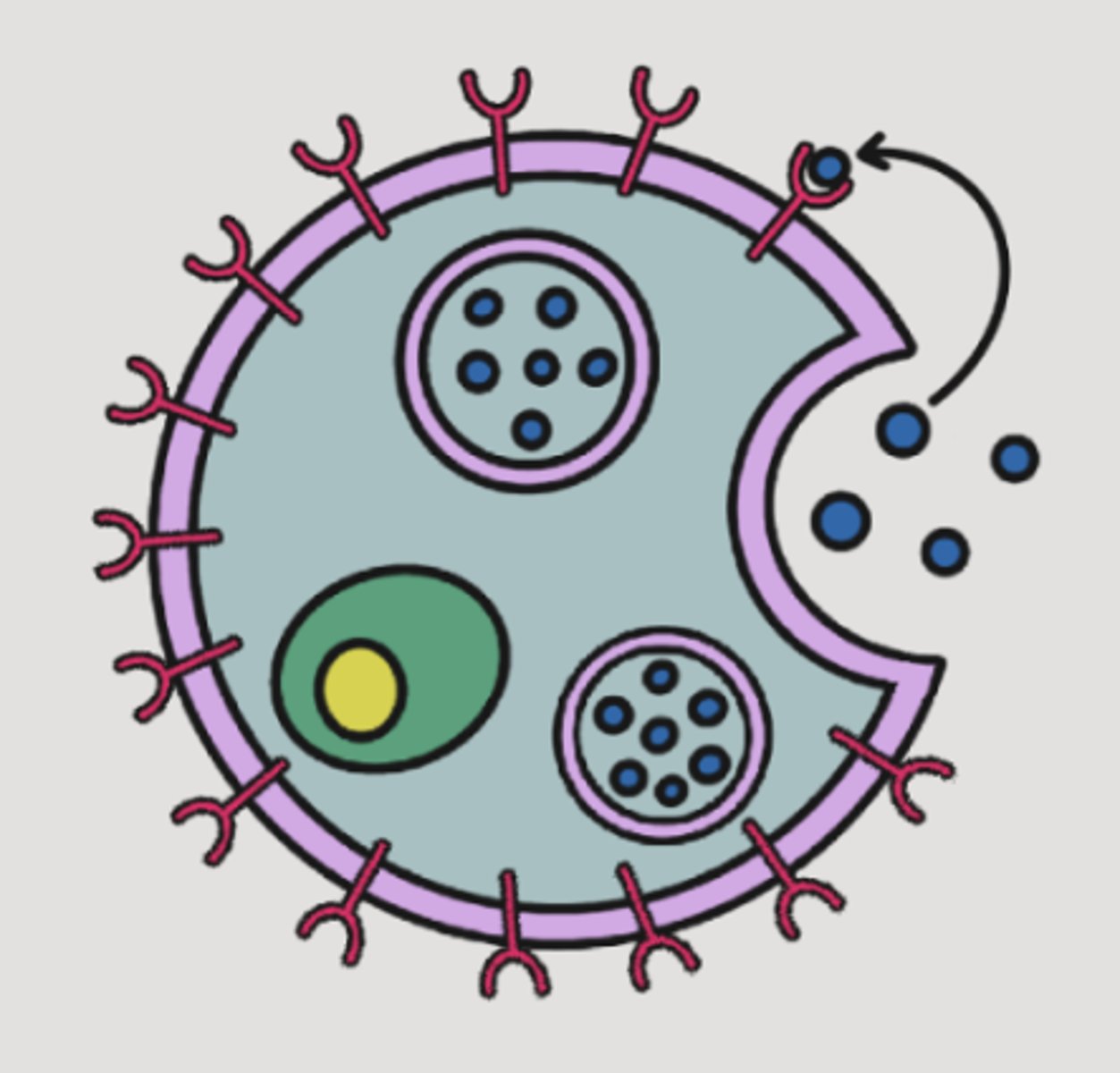 <p>Autocrine: a cell secretes a signaling molecule that binds to its own receptors.</p>