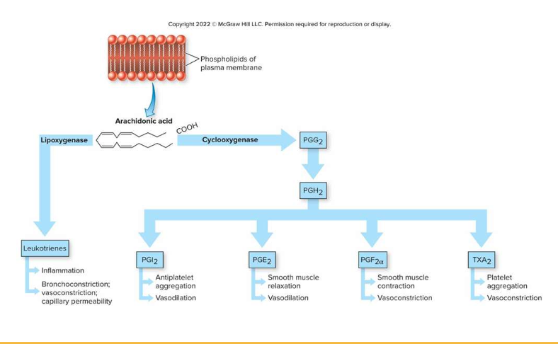 <p>Describe six distinct functions of prostaglandins as paracrine/autocrine regulators.</p>