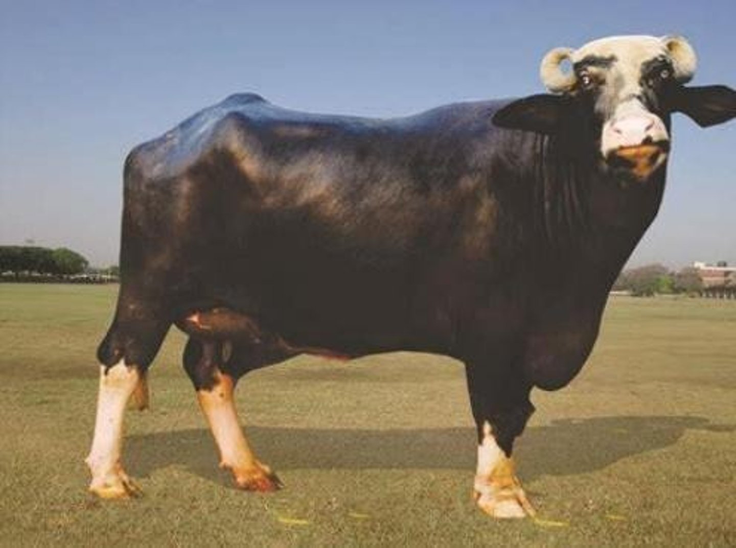 <p>Mainly for milk, sometimes also for meat; chromosome number: 2n = 50; locations: India, Pakistan, Egypt, Europe.</p>