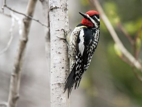 <p>Yellow-bellied Sapsucker</p>
