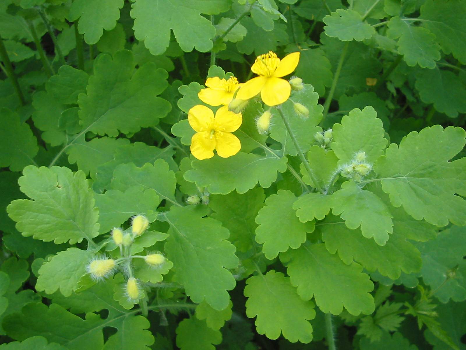<p>vlaštovičník větší, chelidonium majus</p>