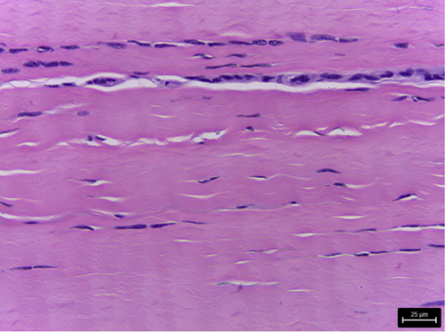 <p>What type of tissue is presented on the slide?</p>
