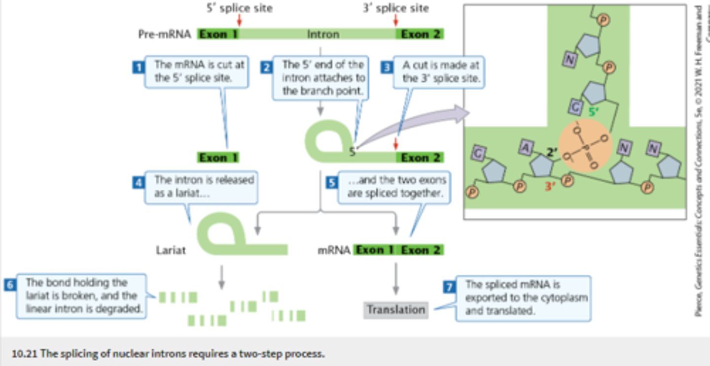 <p>The removal of introns and joining of exons in eukaryotic RNA, forming an mRNA molecule with a continuous coding sequence</p><p>-occurs before mRNA leaves the nucleus</p><p>-takes place in spliceosome (made up of snRNPs)</p><p>requires: 5' splice site, 3' splice site, branch point (adenine nucleotide that is upstream of 3' splice site)</p><p>-introns in pre-mRNA begin with GU and end with AG</p><p>-Lariat: loop like structure created in the splicing of pre-mRNA when 5' end of an intron is attached to the branch point (hydrogen bonding)... is degraded after being released</p><p>** deletion or mutation of adenine nucleotide at branch point can prevent splicing**</p>