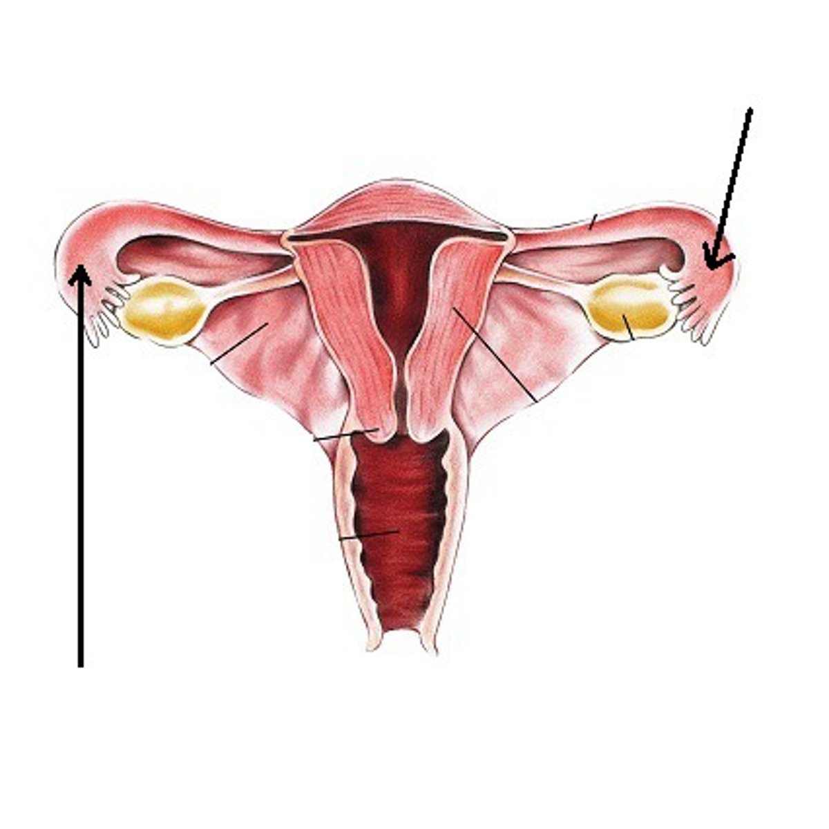 <p>wide region ear ovary</p><p>END OF FALLOPIAN TUBES</p>