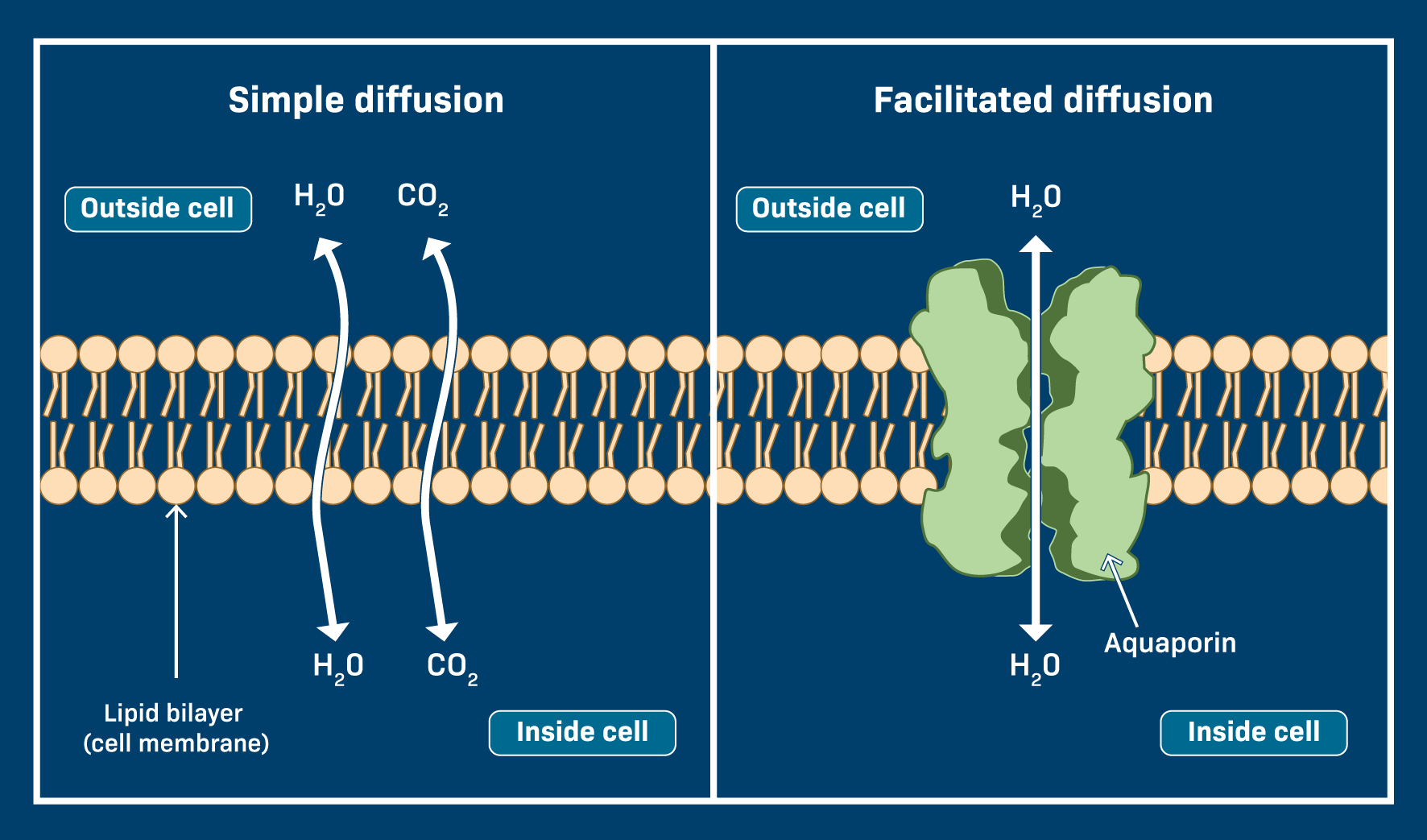 <ul><li><p>Phospholipid bilayer (simple diffusion)</p></li><li><p>Aquaporin protein channels (facilitated diffusion)</p></li></ul><p></p>