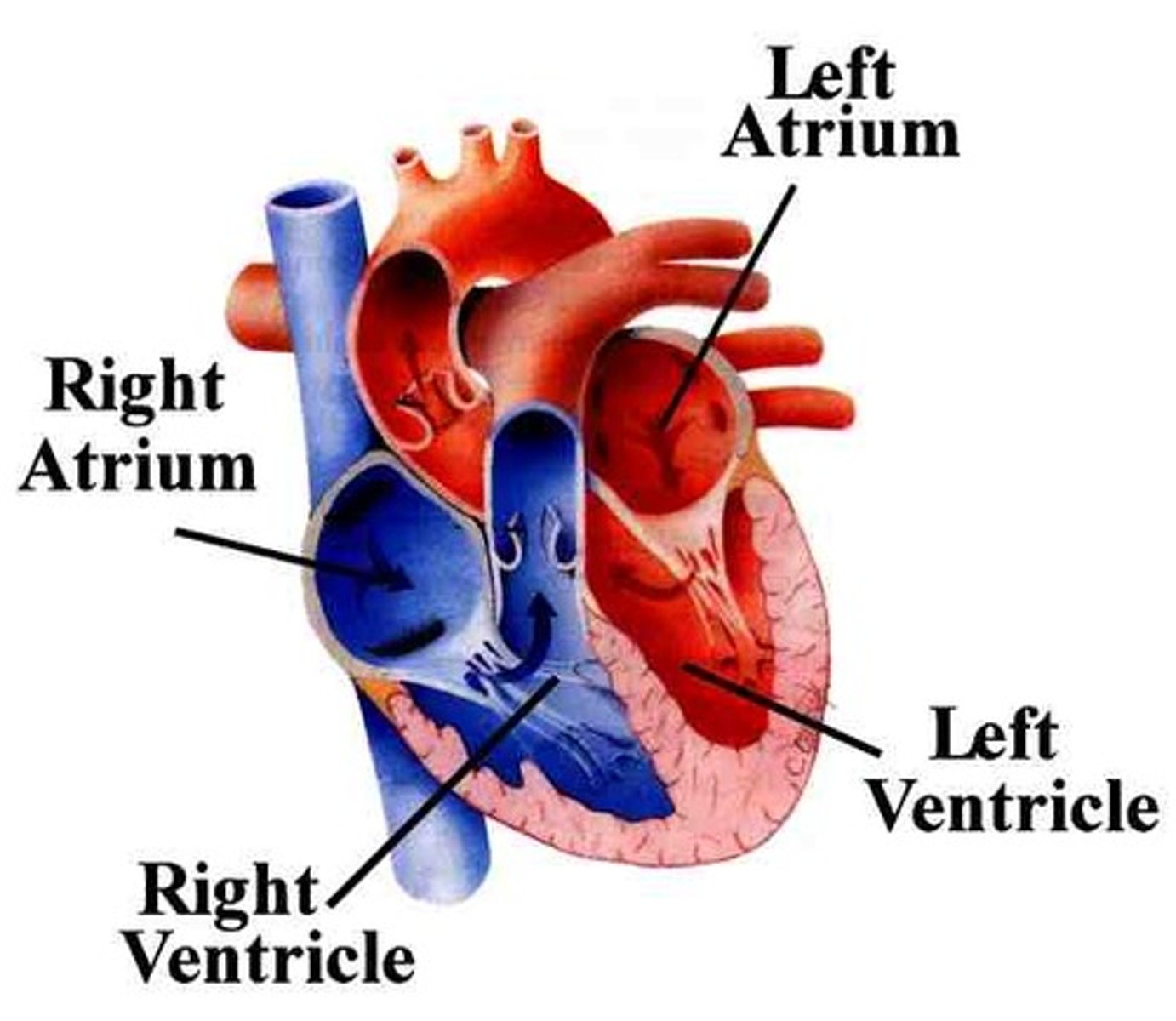 <p>● Thick muscular walls pump blood under high pressure.</p><p>● The left ventricle is thicker than the right because it has to pump blood all the way around the body.</p>