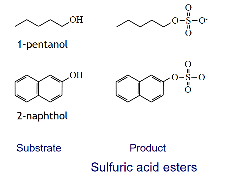 <p>R-OH + PAPS → R-OSO3- + PAP</p><ul><li><p>SULFURIC ACID ESTERS</p></li></ul><p></p>