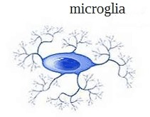 <p>Microglicociti</p>