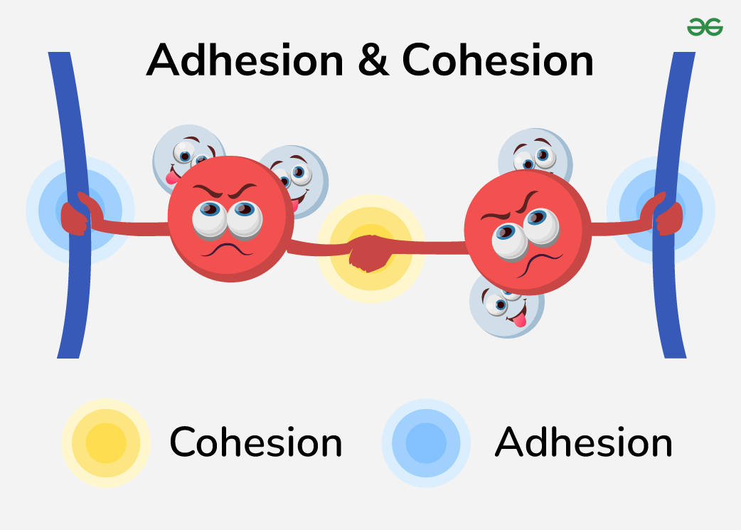 <p>Adhesion</p>