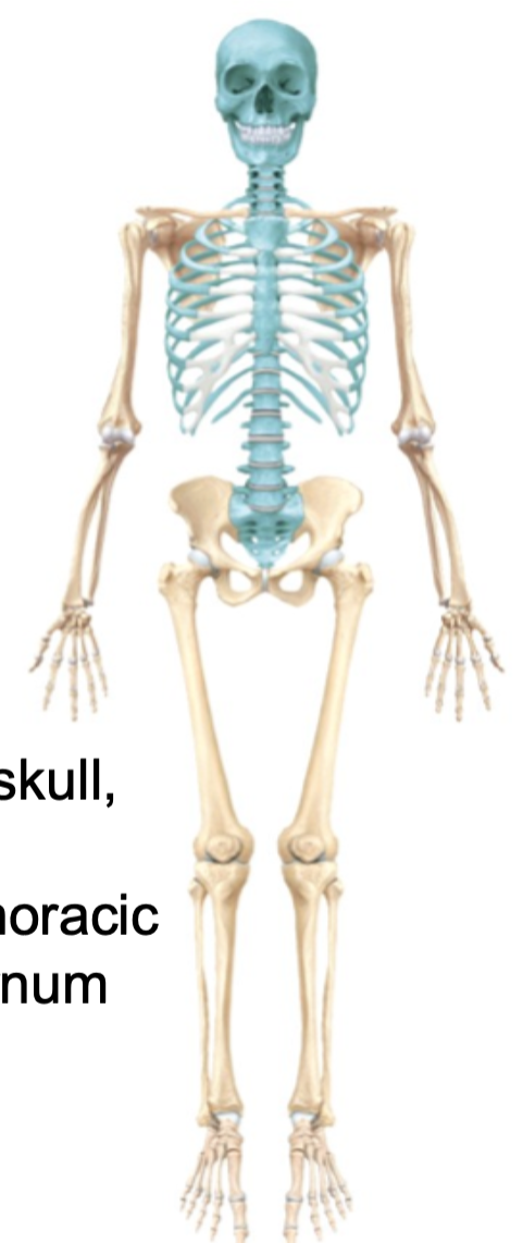 1. Skull
2. Vertebral column
3. Thoracic cage (sternum and ribs)
4. Hyoid bone 
5. Sacrum 
6. Coccyx
7. Includes 80 bones all together
