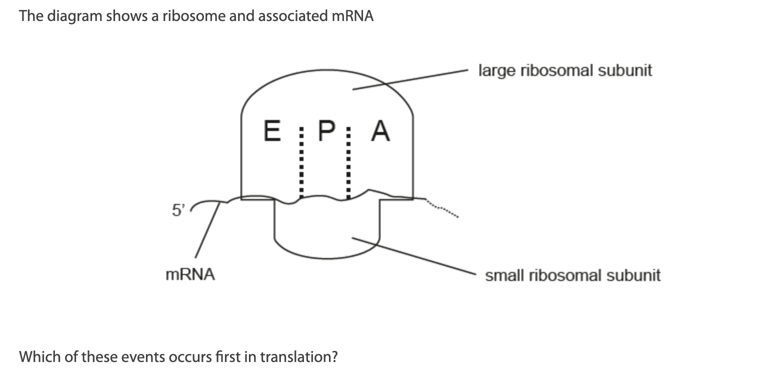 <p>Which of these events occurs first in translation?</p><p>A. &nbsp;Small ribosomal subunit binds to mRNA.</p><p>B. &nbsp;Large ribosomal subunit binds to mRNA.</p><p>C. &nbsp;Initiator tRNA enters E site.</p><p>D. &nbsp;Initiator tRNA enters A site.</p>