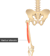 **O:** greater trochanter/linear aspera

**I:**tibial tuberocity via patella tendon