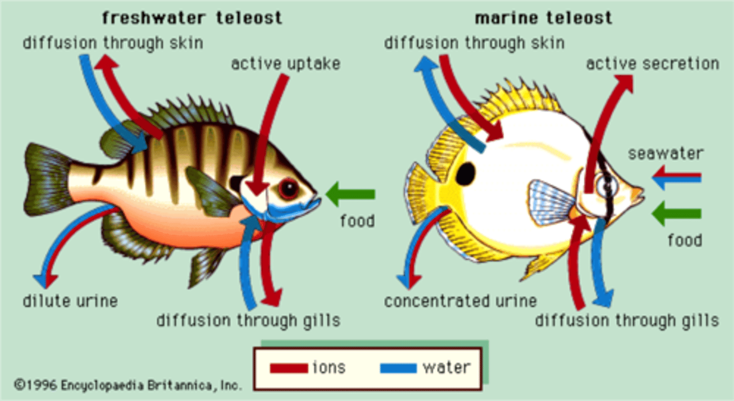 <p>mechanisms to adapt to a variety of environments</p>