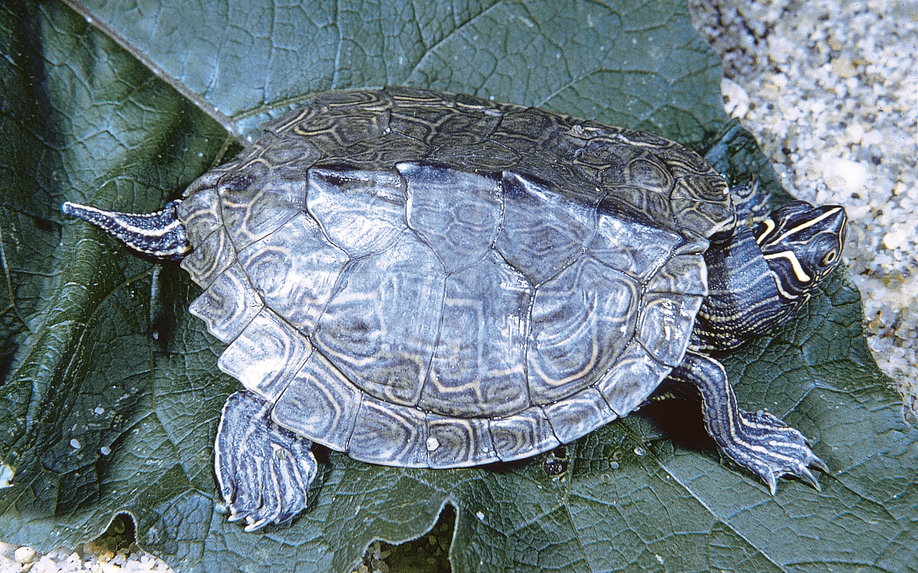 <p><span style="font-family: times new roman">Northern Map Turtle</span></p>