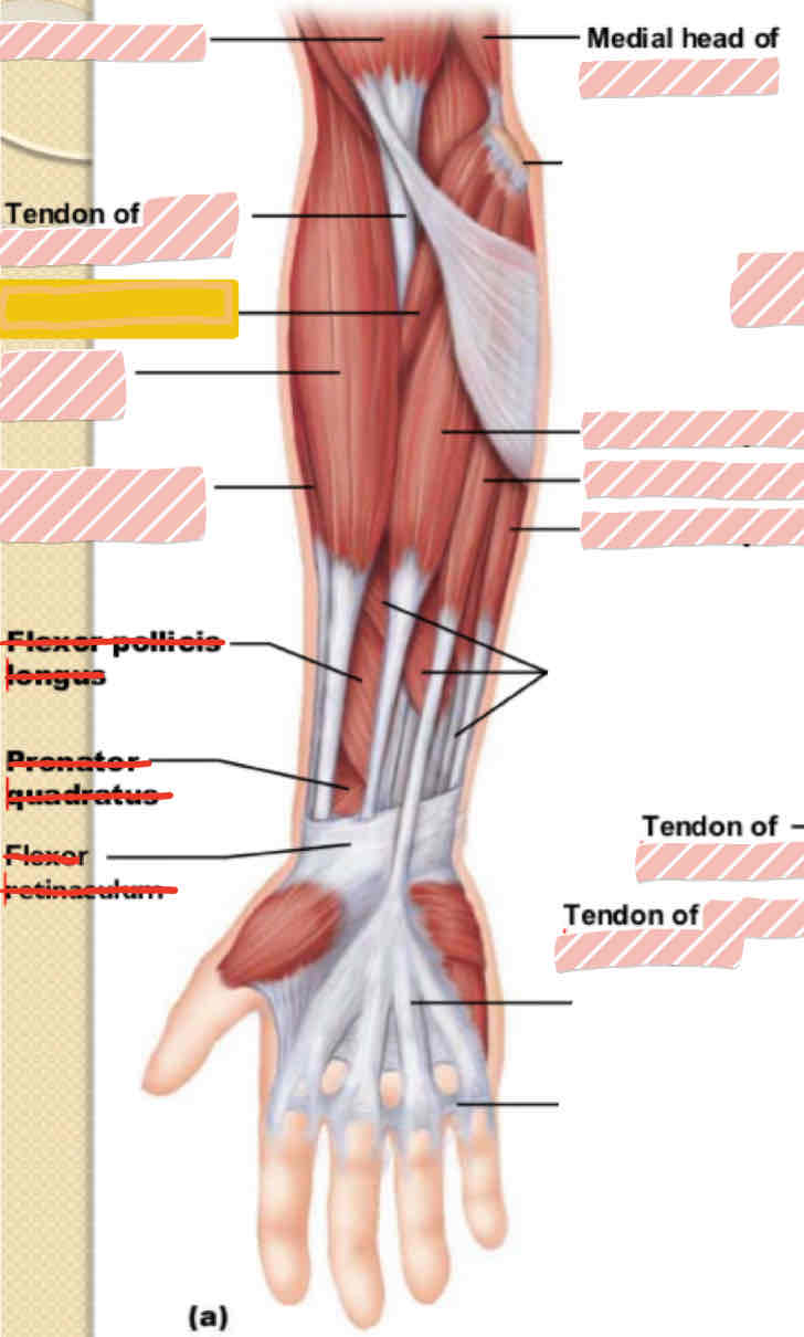 <p>Anterior arm</p>
