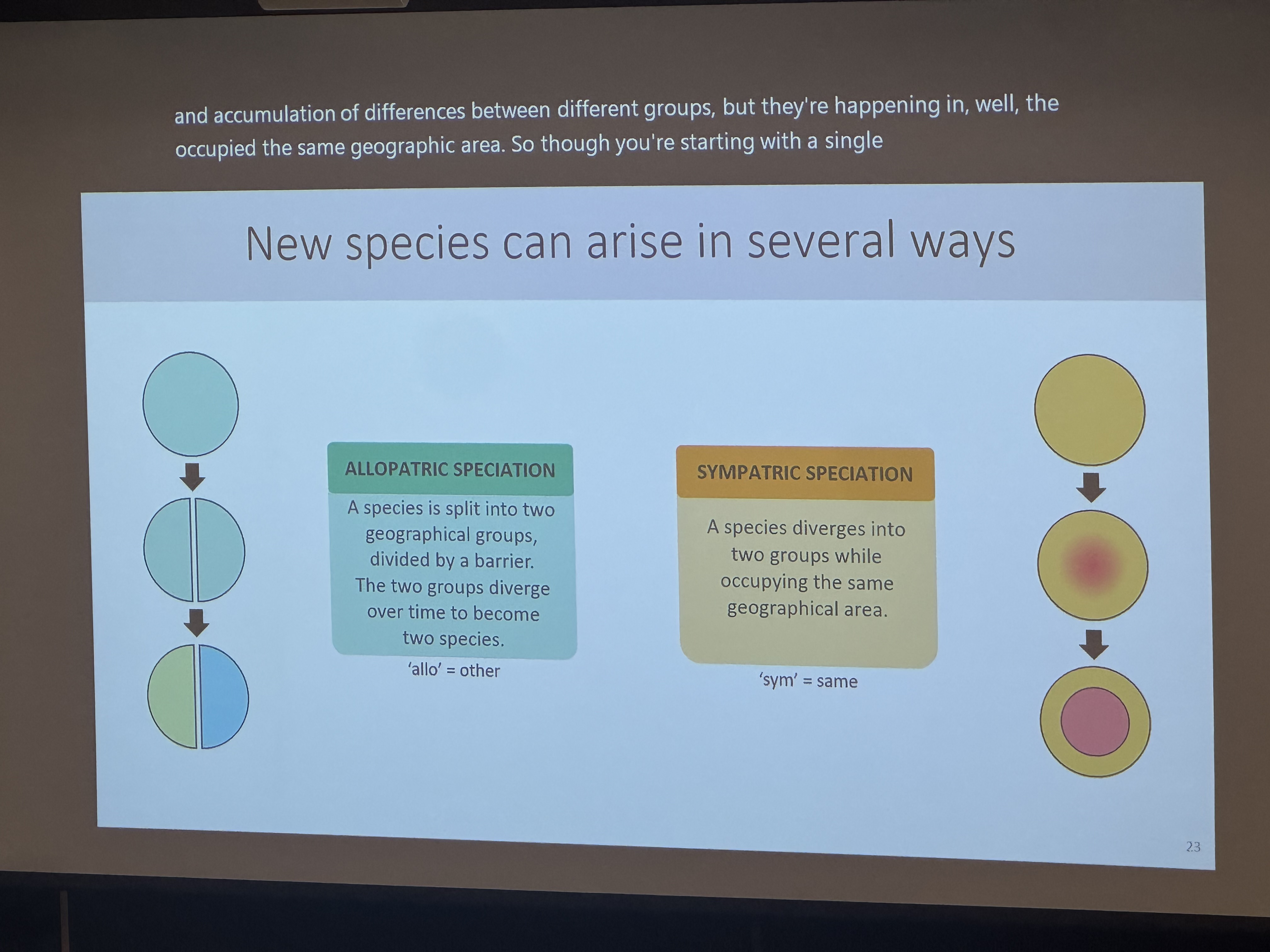 <p>a species diverges into two groups while occupying the same geographical area.</p>