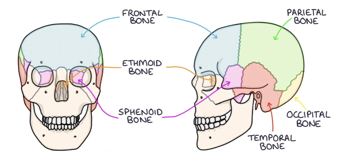 <p>bone at the front of the skull </p>