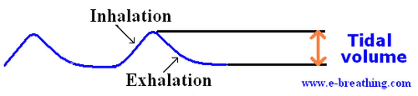 <p>The amount of air breathed in a normal inhalation or exhalation</p>