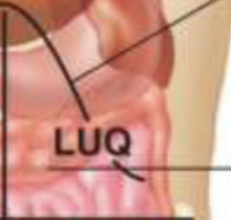<p>What does the abdominal left upper quadrant contain?</p>