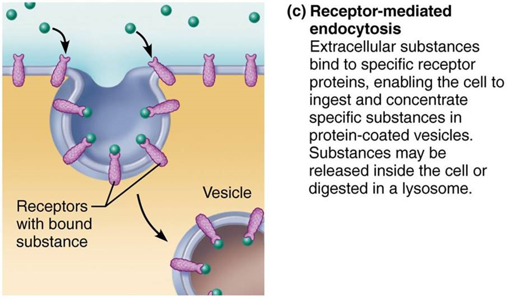 <p>Extracellular substances bind to specific receptor proteins, enabling the cell to ingest and concentrate specific substances (ligands) in protein coated vesicles. Ligands may simply be released inside the cell, or combined with a lysosome to digest contents.v</p>