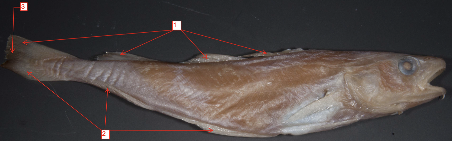 <p>!*</p><p>phylum</p><p>subphylum</p><p>superclass</p><p>class</p><p>subclass</p><p>infraclass</p><p>order</p>