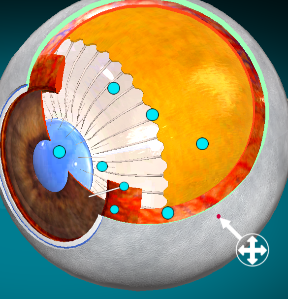 <p>What layer of the eye is this?</p>