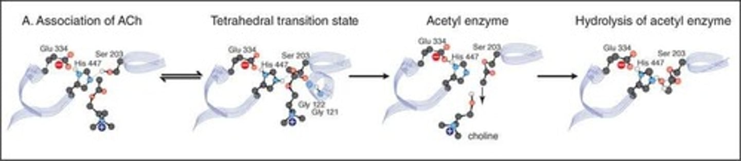 <p>An enzyme that promotes acetylcholine hydrolysis by forming an intermediate (acetyl-AChE) with the release of choline.</p>