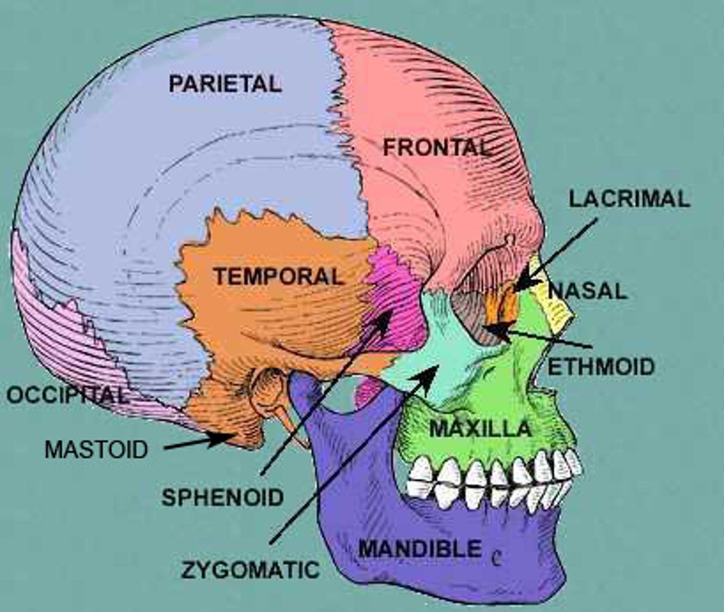 <p>1. Occipital</p><p>2. Parietal</p><p>3. Frontal</p><p>4. Temporal</p><p>5. Sphenoid</p><p>6. Ethmoid</p>