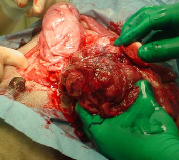 <ol><li><p><strong>lymphoma</strong></p></li><li><p>adenocarcinoma</p></li><li><p>MCT </p></li></ol><p></p>