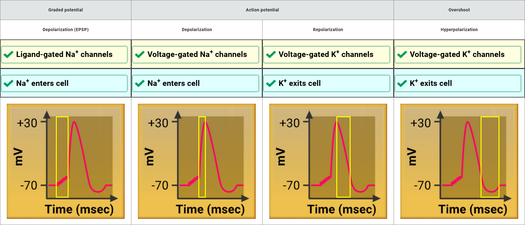 <p>conductive segment</p>