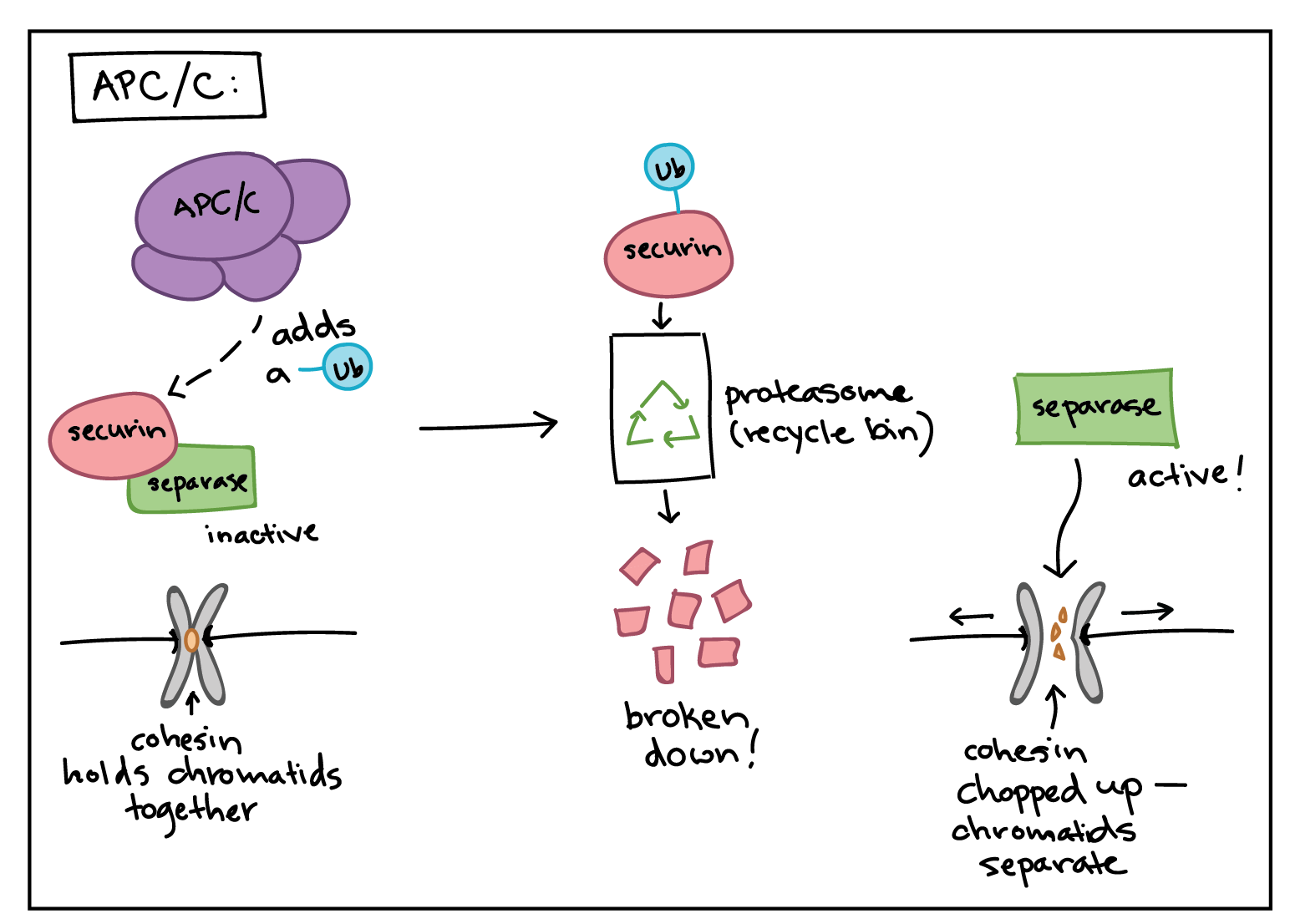 <p>MPF triggers its own destruction with the activation of this protein complex, which degrades M cyclins (starting in a later phase of mitosis). This complex also allows sister chromatids to separate and move to opposite sides of the cell. </p>