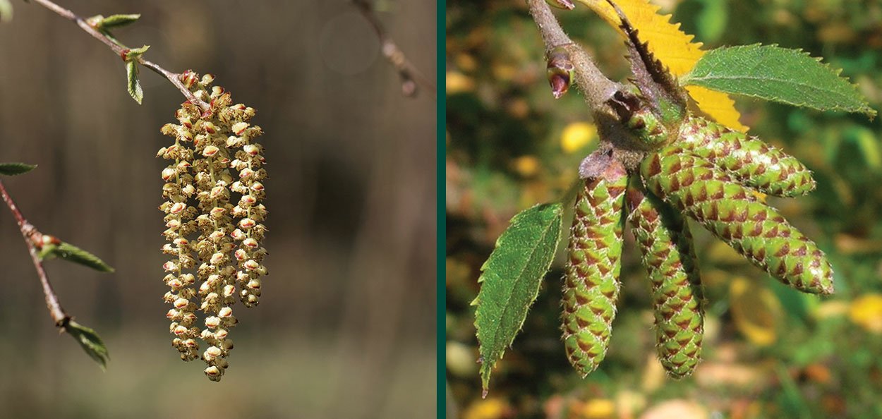 <p>Name this tree (scientific + common name)</p>