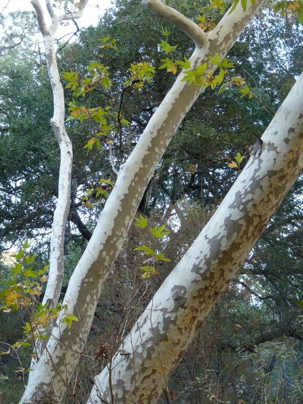 <p>palmate leaves, white speckled back (California Sycamore)</p>