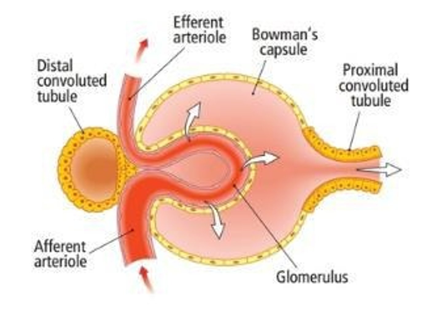 <p>1. Afferent arteriole 2. Glomerulus (capillary bed that filters blood) 3. Efferent arteriole 4. Bowman's capsule.</p>
