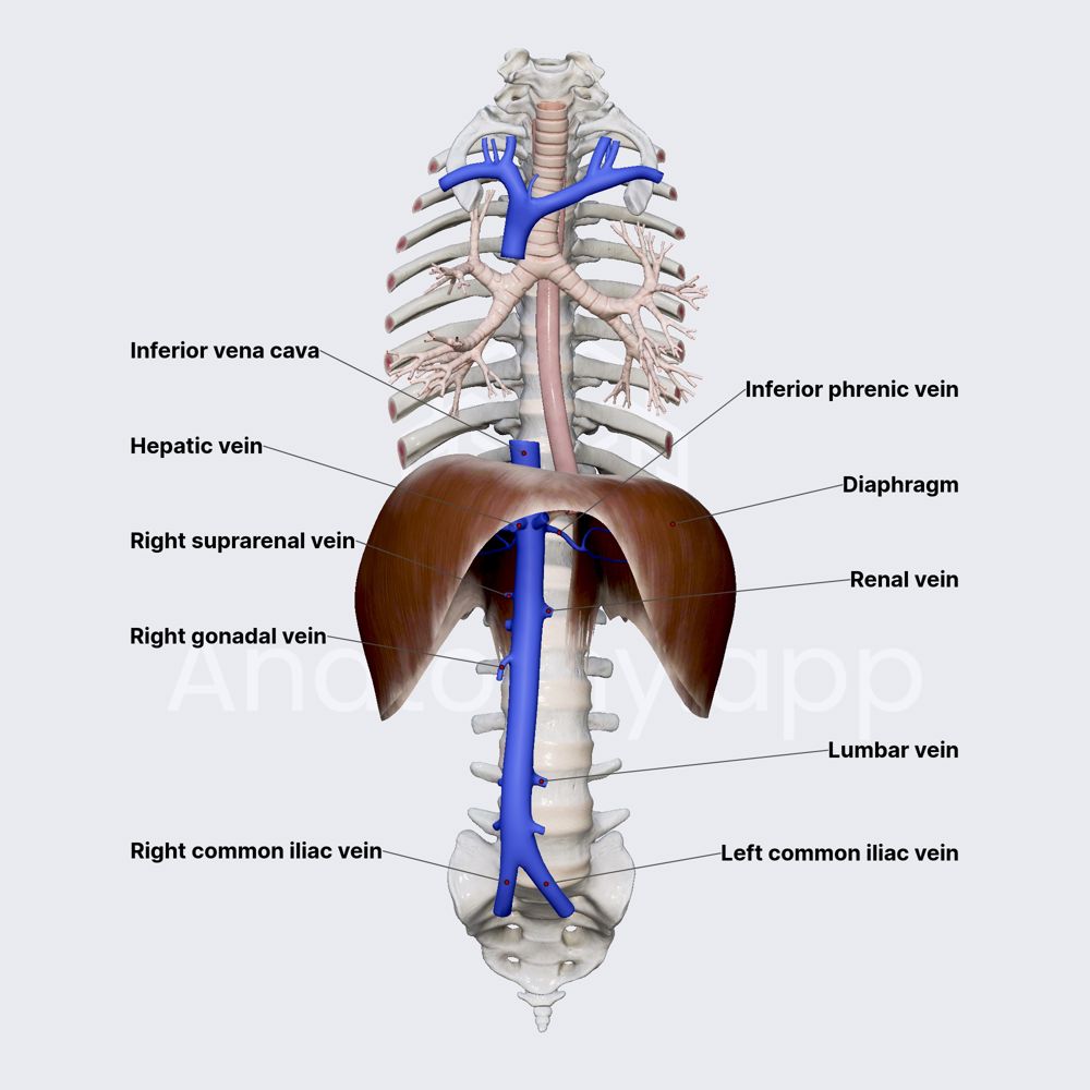 <p>v.cava inferior</p>