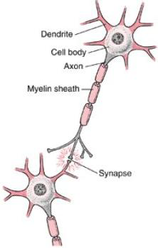 <p>What is a Synapse?</p>