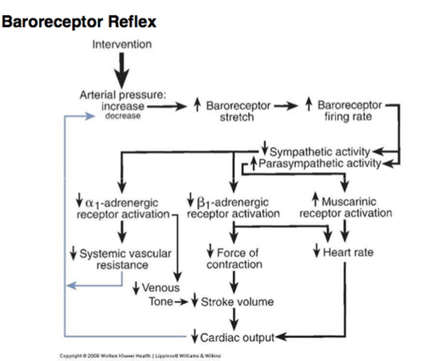 <p>- Increased BP, vessels stretch, channels open, depolarization, receptor potential, AP sent to medulla which integrates info, decreases sympathetic output (NE), increases parasympathetic output (ACh)<br>- SNS output acts on smooth muscle (vasodilation), cardiac muscle (decreased contraction strength/CO) and theSA node (decreased HR/CO) <br>- PNS output acts on SA node, decreasing HR/CO</p>