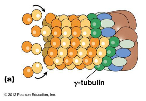 <p>Involved in <strong>NUCLEATION </strong>of a+B tubulin</p><ul><li><p>where MTs grow from</p></li></ul><p></p>