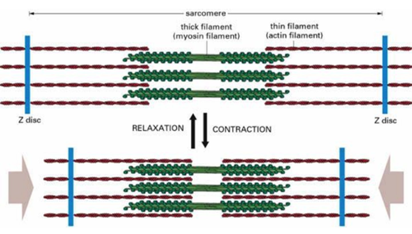 <p>myosin heads bind to actin, myosin head moves pulling actin, sarcomere shortens, z discs move closer together, I band narrows, h zone narrows/ disappears, a band stay the same</p>
