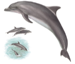 <p><em>Tursiops truncatus</em> - Bottlenose Dolphin. </p><p>Order Cetartiodactyla, Infraorder Cetacea, Parvorder Odontoceti, Family Delphinidae. </p>