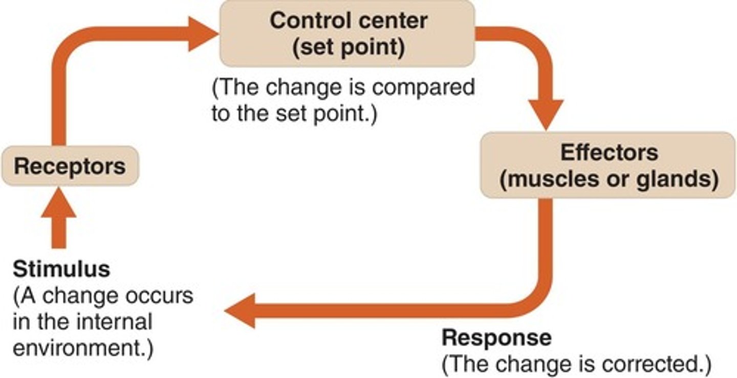 <p>Receptor, control center, effector.</p>