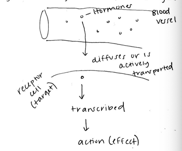 <p>what’s the flow of information in a blood vessel?</p>