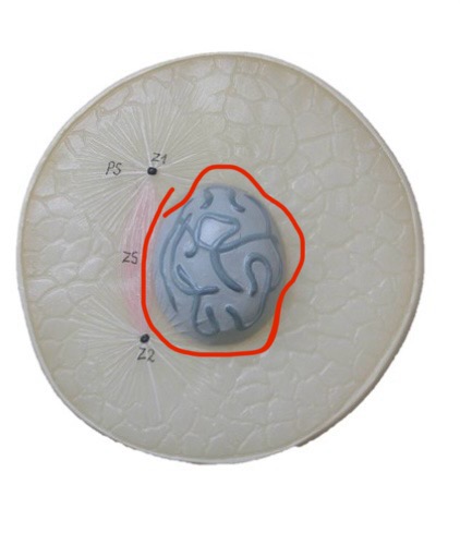 <p>What are the swirls called inside?</p>