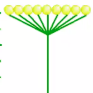 <p>inflorescence stalk ends in a small rounded portion from which arise numerous flowers</p><p>Their pedicels are long and arranged so that all flowers sit at the same height, forming a flat disk.</p>