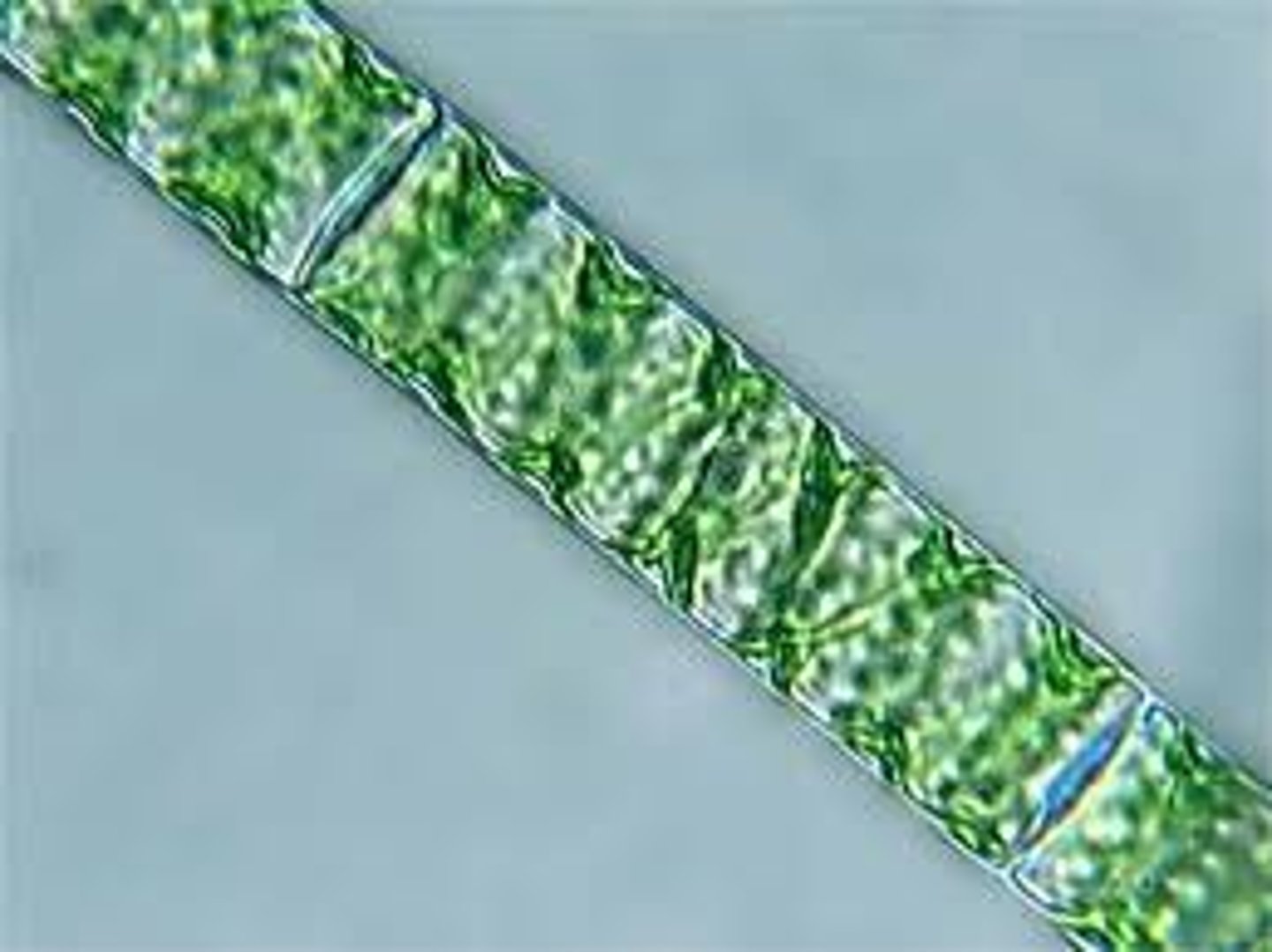 <p>Freshwater green algae (chlorophyte) </p><p>Asexual (vegetative) reproduction </p><p>Fragmentation of filaments </p><p>Sexual reproduction </p><p>Conjugation</p>