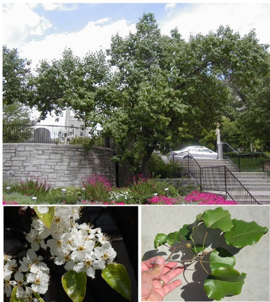 <p>Rosaceae Pyrus calleryana</p>