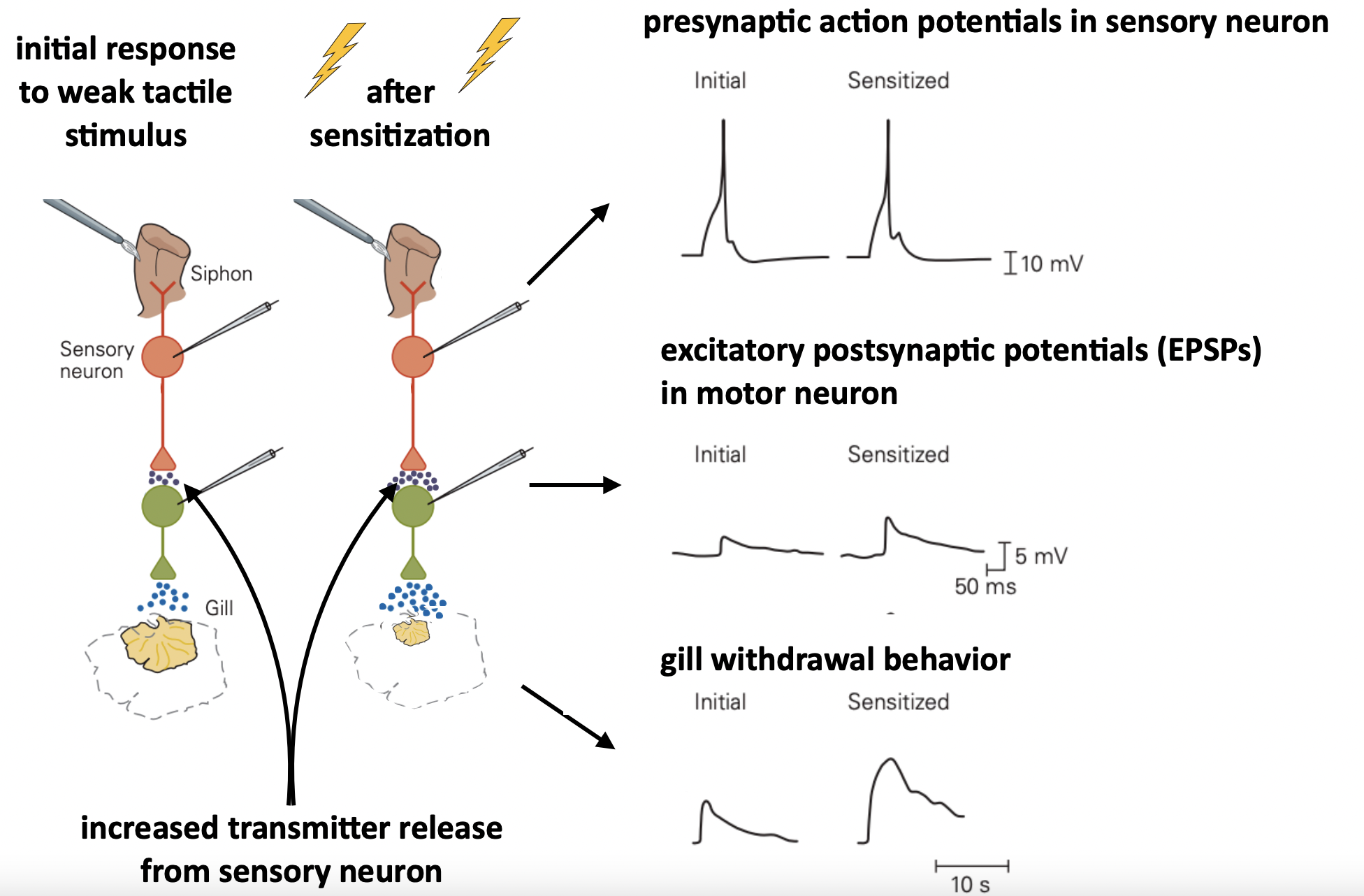 <ul><li><p>increased transmitter release from sensory neuron </p></li></ul>