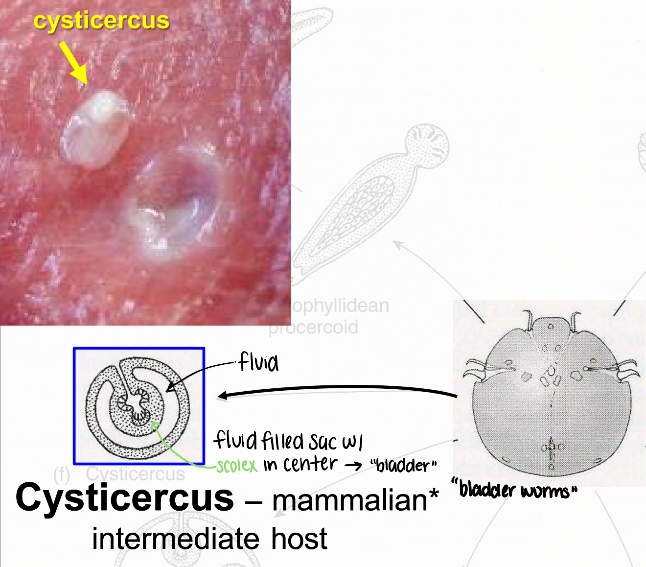 <ul><li><p>metacestode that infects <strong><u>mammalian intermediate host </u></strong>(<em>can include humans</em>)</p></li><li><p>fluid filled sac with scolex in center → “bladder worms”</p></li></ul><p></p>